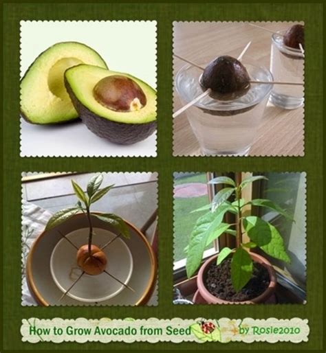 Henry Hunt Kabar How To Grow Avocado From Seed