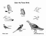 Birds Texas Coloring State Exploringnature Amphibians Reptiles Habitats sketch template