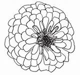 Drawing Flowers Flower Line Drawings Clipart Dahlia Zinnia Open Step Library Outline Clip Rose Cliparts Coloring Dahlias Artesanato Easy Flores sketch template