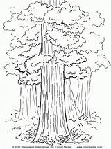 Coloring Tree Sequoia Pages California State Redwood Drawing Trees Printable Isaac Abraham Kids Flag Color Coloring4free Quail Print 2021 Nature sketch template