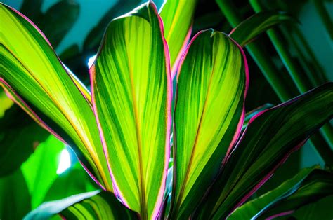 adding tropical colors hawaiian ti plant cordyline fruticosa tropics athome