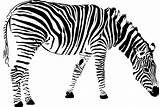 Cebra Cebras Zebras Colorear Desenho Pixabay sketch template