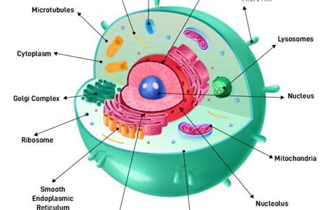animal cell structure cbse class notes  classnotes