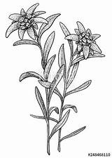 Edelweiss Drawing Flower Illustration Vector Engraving Ink Line Leontopodium Alpinum Paintingvalley Silhouette Outline Drawn Hand sketch template