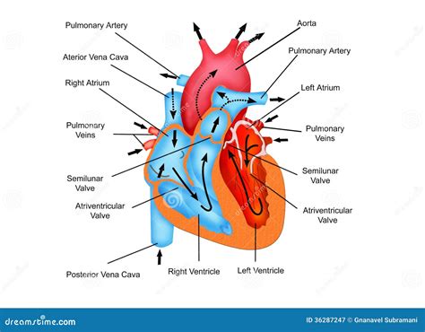 pathway  blood flow   heart stock illustration