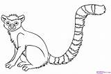 Lemur Rainforest Coloring Animals Pages Draw Endangered Drawing Animal Jungle Tailed Ring Clipart Easy Step Tropical Kids Color Realistic Monkey sketch template