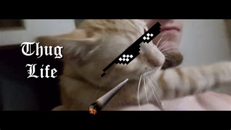 Thug Life Deal With It Gato Youtube