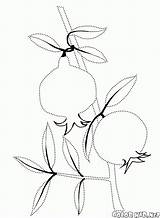 Pomegranate Melograno تلوين Bacche Colorkid Ramo Bayas Malvorlagen Branche الرمان Biancospino Baies Beeren Granada Berries Jagody Framboises Stachelbeere Groseille Myrtilles sketch template