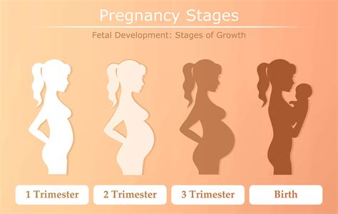 stages   pregnancy timeline healthbanksus