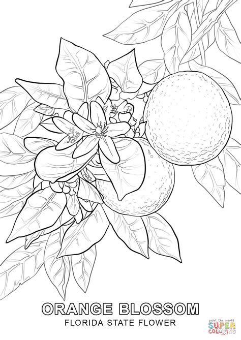 florida state flower coloring page  printable coloring pages