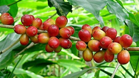 ethiopias gift   world    late  save arabica coffee