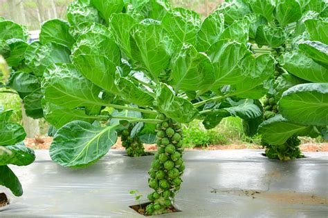 growing   brussel sprouts