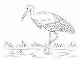Cicogna Stork Disegno Supercoloring Bianca sketch template