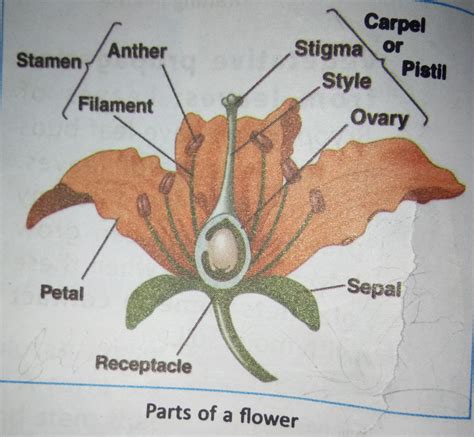diagram  parts   flower  label  functions  flower site