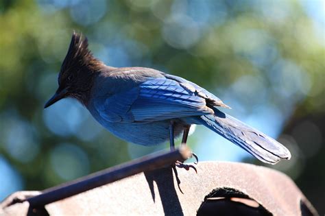 blue bird nepenthe big sur california usa  michael arlt px
