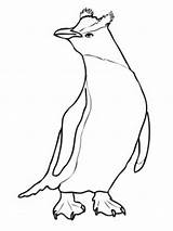 Snares Penguin Drawing Coloring Cool sketch template