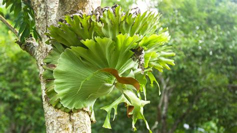 grow  care   staghorn fern