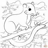 Possum Coloring Pages Printable Supercoloring Cartoon Categories sketch template