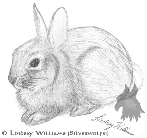 baby cottontail rabbit  silverwolf  deviantart
