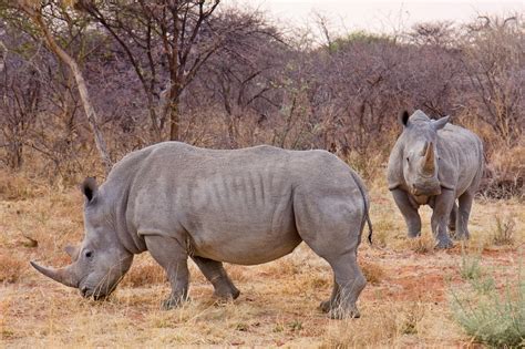 white rhinoceros  animals biography