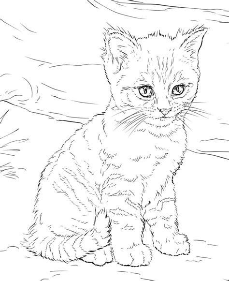 printable kitten coloring pages cute  worksheets