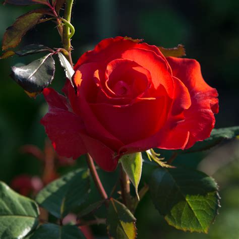 gratis afbeeldingen natuur fabriek bloem bloemblad rood plantkunde tuin detailopname