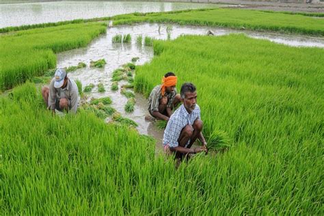 maha economic survey shows agriculture sector  grow     shrink  economy