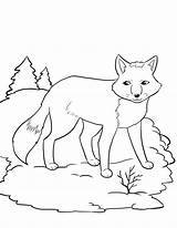 Coloring Fox Arctic Pages Popular sketch template