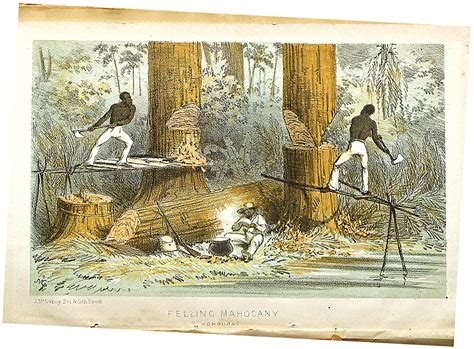 mahogany s history in slavery in the caribbean the new york times