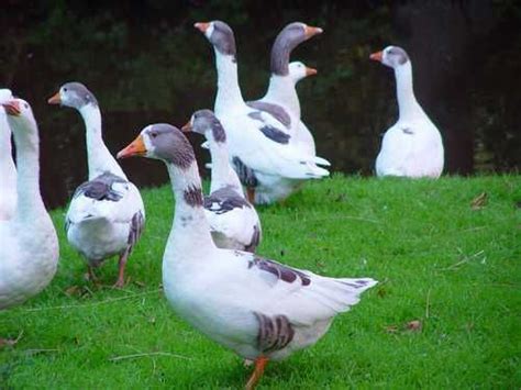 twente landrace geese breeds beautiful birds breeds