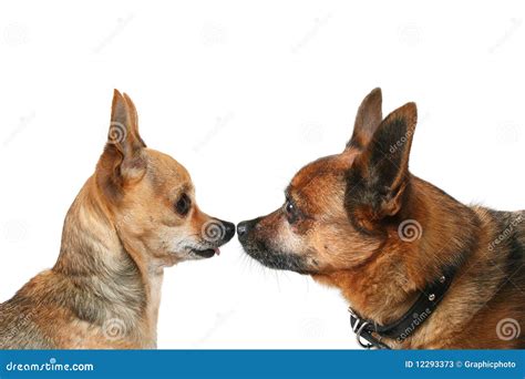 dog head stock image image  whiskers adorable tiny