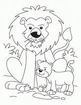 Lion Coloring Cub Pages Cubs Baby Drawing Family Kids Getdrawings Popular Coloringhome sketch template