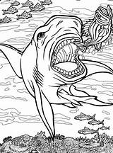 Quiver Shark Coloring Pages Printable App Book Sharks Getdrawings Print Getcolorings Color Drawing Colouring Dover Vol Archives sketch template