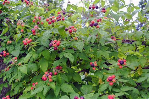 picking  seasons raspberries   farm  martha stewart blog