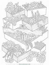 Coloring Succulents sketch template