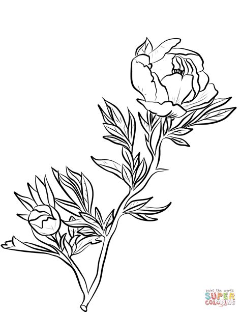 peony coloring page  printable coloring pages