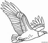 Eagles Adler Philadelphia Bald Getdrawings Ausdrucken Cool2bkids Getcolorings sketch template