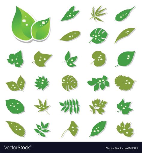 leaf designs royalty  vector image vectorstock