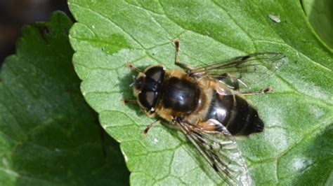 drone fly shropshire wildlife trust