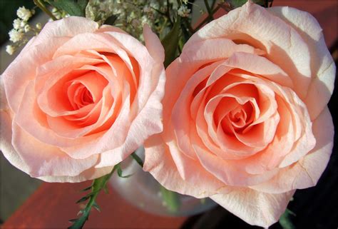 peach roses  photo  freeimages