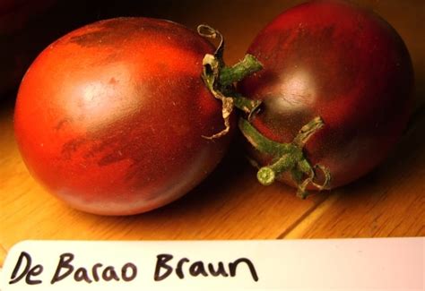 tomato de berao braun organic adaptive seeds