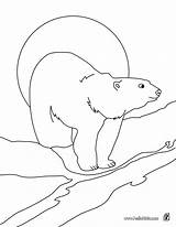 Polar Bear Coloring Pages Printable Animals Color Arctic Hellokids Print Drawing Animal Getdrawings Template Popular Online sketch template