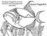 Coloring Fish Pages Saltwater Puffer Triggerfish Color Drawing Freshwater Pufferfish Tropical Getcolorings Getdrawings Printable Print sketch template