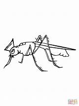 Mosquito Coloring Cute Color Pages Getcolorings Online Printable sketch template