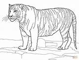 Tiger Coloring Pages Bengal Tigers Color Printable Drawing Print Popular Getdrawings Search Coloringhome sketch template