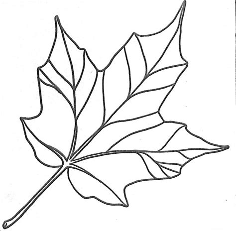 maple leaf coloring pages az coloring pages