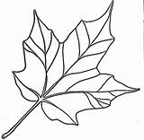 Leaf Maple Coloring Leaves Template Pages Printable Syrup Drawing Color Clipart Simple Templates Line Clip Cartoon Fall Easy Cliparts Kids sketch template
