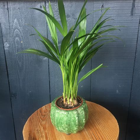 mini palm  botanical pot
