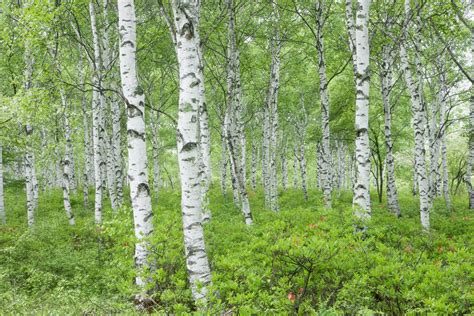 common species  birch trees