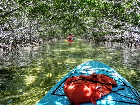 mangroves important   environment world economic forum